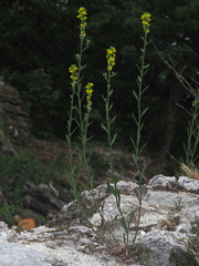 Erysimum marschallianum