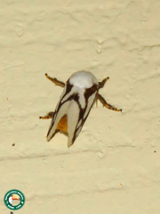 Parapluda invitabilis