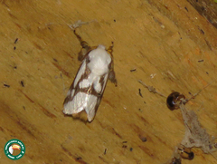 Parapluda invitabilis