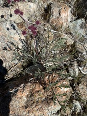 Lomatium hooveri