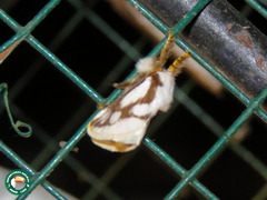 Parapluda invitabilis