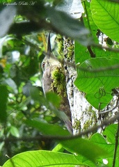 Xiphocolaptes albicollis