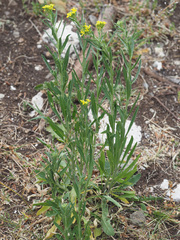 Erysimum marschallianum