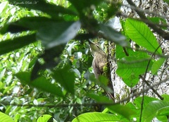 Xiphocolaptes albicollis