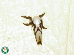 Parapluda invitabilis