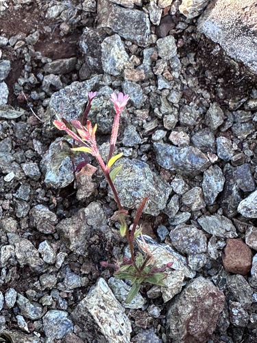Epilobium minutum, photograph 5
