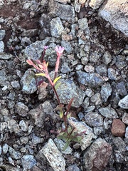 Epilobium minutum, photograph (c) LJ Moore-McClelland, some rights reserved (CC BY)
