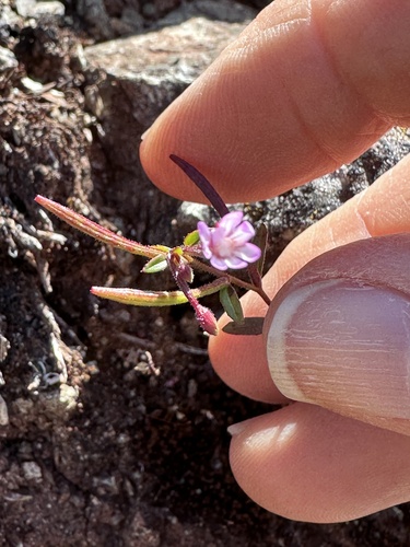 Epilobium minutum, photograph 6
