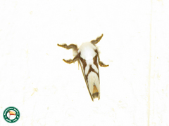 Parapluda invitabilis