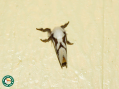Parapluda invitabilis