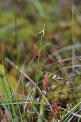 Carex pauciflora