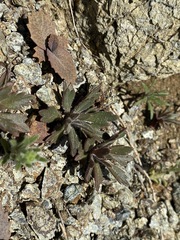 Collomia diversifolia