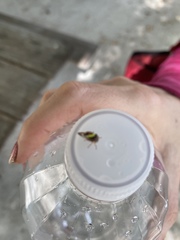 Smilia fasciata