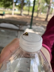 Smilia fasciata