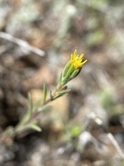 Rigiopappus leptocladus