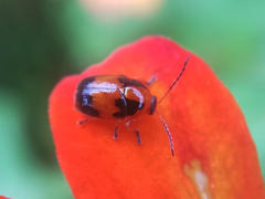 Cryptocephalus vahli