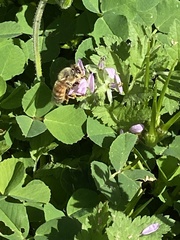 Apis mellifera