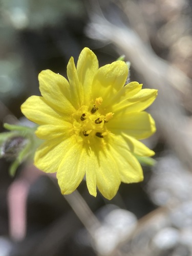 Image of Lagophylla minor by (c) Matt Berger, some rights reserved (CC BY)