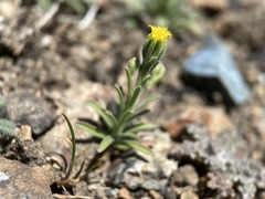 Rigiopappus leptocladus