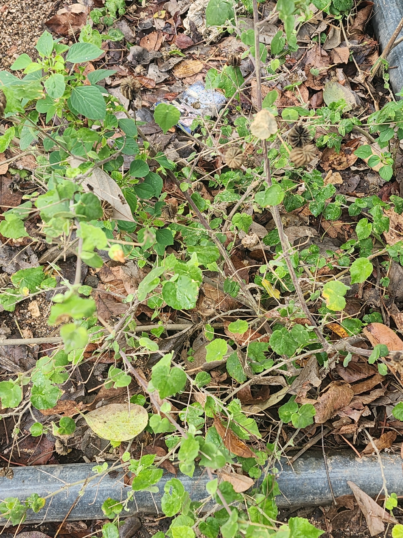Acalypha indica — ảnh 2