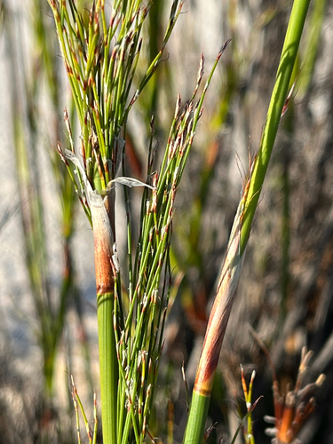 Rhodocoma capensis, photograph 6