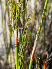 Rhodocoma capensis, photograph (c) Dave U, some rights reserved (CC BY-SA)