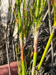 Rhodocoma capensis, photograph (c) Dave U, some rights reserved (CC BY-SA)