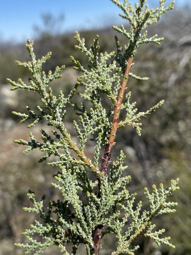 Image of Hesperocyparis macnabiana by (c) Matt Berger, some rights reserved (CC BY)