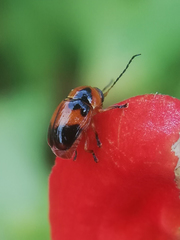 Cryptocephalus vahli