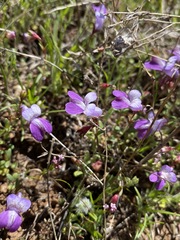 Collinsia sparsiflora