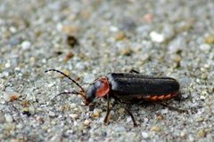 Cantharis reichei