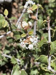 Ceanothus jepsonii
