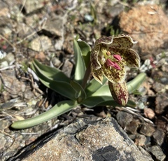 Fritillaria purdyi