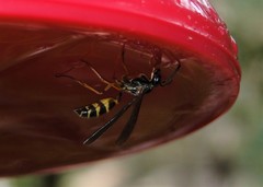 Angiopolybia