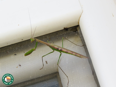 Polyspilota aeruginosa
