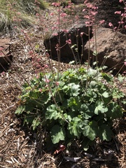 Heuchera rubescens