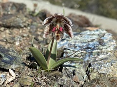 Fritillaria purdyi