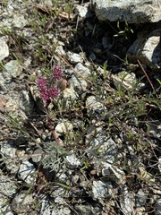 Lomatium hooveri
