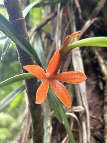 Ceratostylis observed 2025-05-16