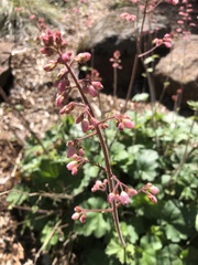 Heuchera rubescens