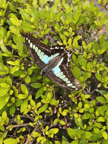 Common Bluebottle