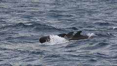 Globicephala