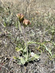 Fritillaria pluriflora