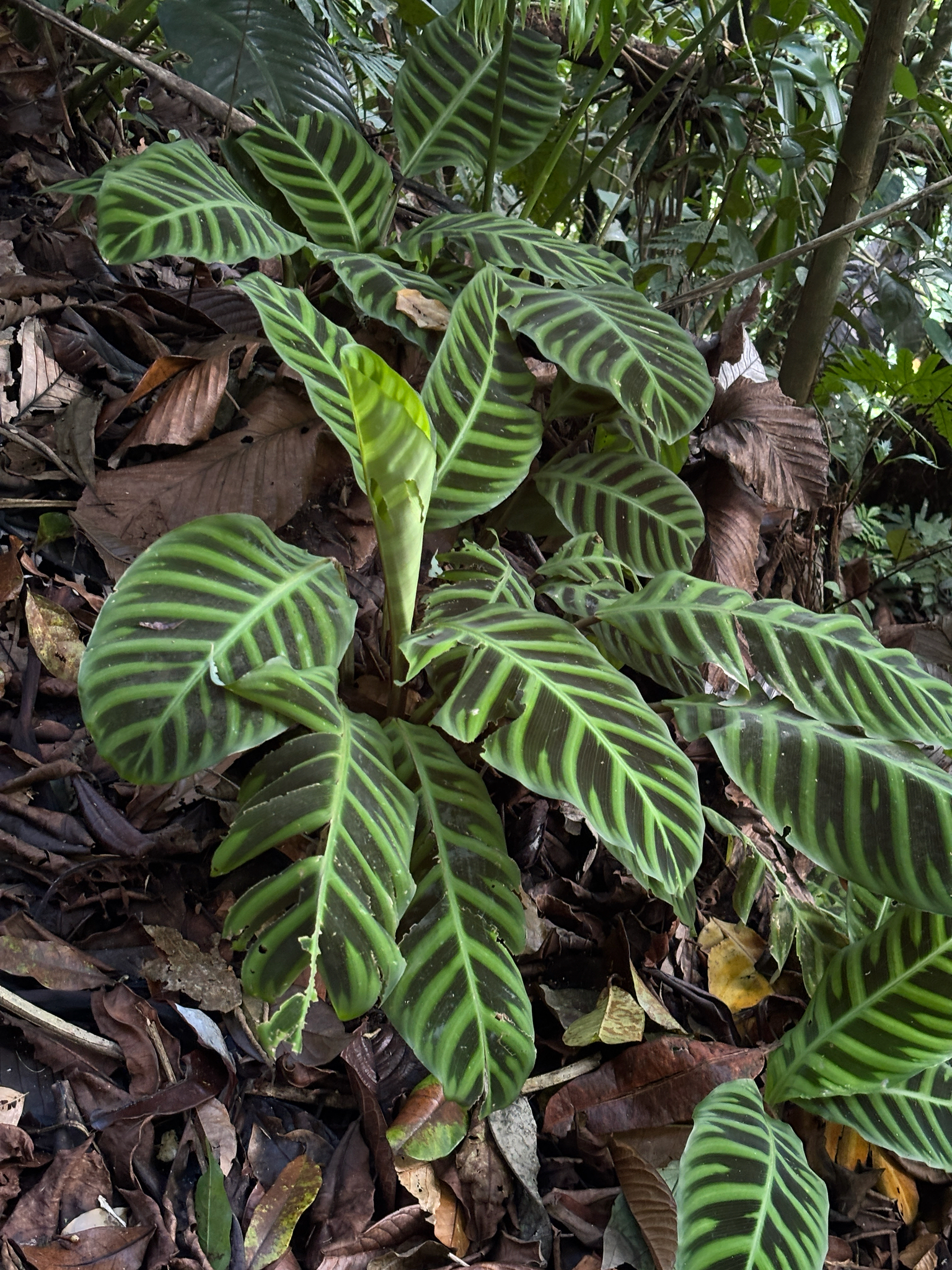 Imagem de Maranta, Sassará