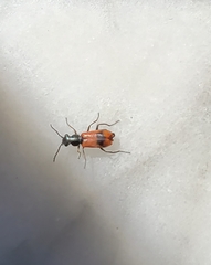 Anthocomus