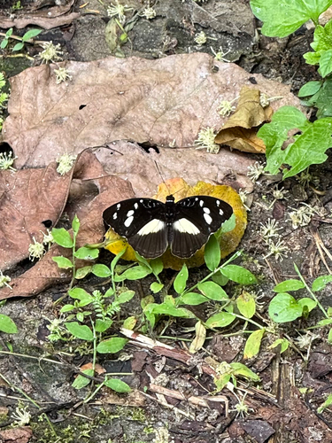 Forest Glade Nymph