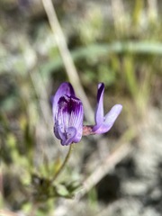 Astragalus rattanii jepsonianus