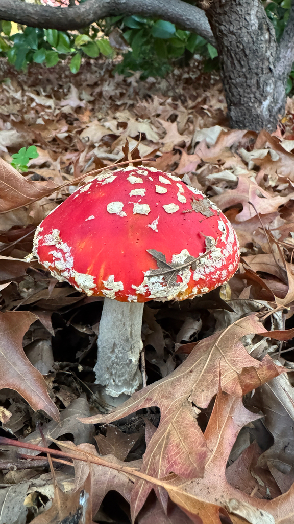 Amanita muscaria · May 2026 · photo: © frankashwood (iNaturalist, cc-by)