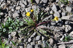 Taraxacum acricorne