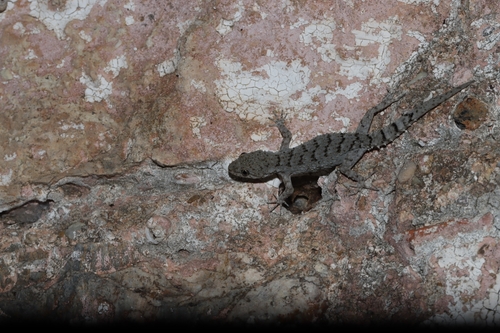 Kotschy's Gecko